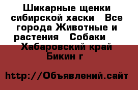 Шикарные щенки сибирской хаски - Все города Животные и растения » Собаки   . Хабаровский край,Бикин г.